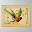 Search for vintage bird posters Parrot