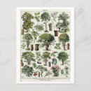 Search for vintage botanical postcards Illustration