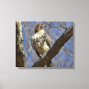 Search for red tail hawk art Animal