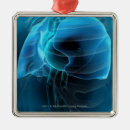 Search for lung ornaments People