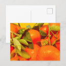 Search for aesthetic postcards Orange