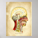 Search for vintage medical skeleton posters Anatomical