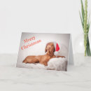 Search for vizsla christmas cards Santa