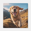 Search for golden retriever magnets Dog