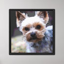 Search for yorkshire terrier canvas prints Dog