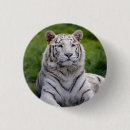 Search for white tiger gifts Beautiful