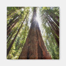 Search for redwood forest gifts Tree