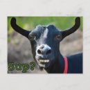 Search for meme postcards Animals