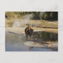 Search for american national park postcards Buffalo