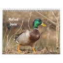 Search for duck calendars Mallard