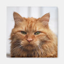 Search for norwegian forest cat Feline
