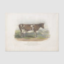 Search for cow tissue paper Decoupage