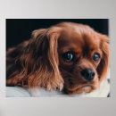 Search for cocker spaniel gifts Cute