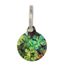 Search for butterfly pet tags Nature