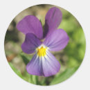 Search for violet flower stickers Violets