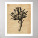 Search for artichoke art Fruit