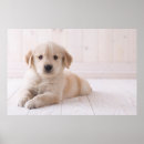 Search for golden retriever posters Baby animals