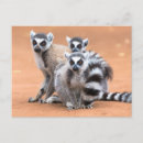 Search for madagascar postcards Lemur