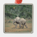 Search for south africa ornaments Nature