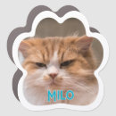 Search for cat magnets Memorial