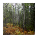 Search for fern tiles Nature