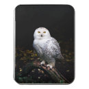 Search for owl puzzles Bird of prey