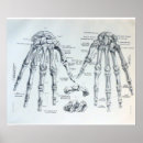 Search for medical posters Bones