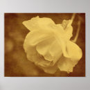 Search for vintage rose posters Nature