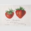 Search for strawberry tissue paper Summer