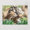 Search for hudson valley postcards Nature