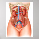 Search for human anatomy posters Dissection