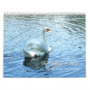 Search for swans swan calendars Cygnet