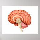 Search for brain posters Cerebrum