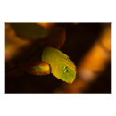 Search for autumn scene posters Leaf