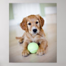 Search for golden retriever puppy art Cute animals
