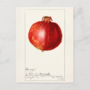 Search for pomegranate postcards Vintage