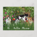 Search for postcrossing Animal