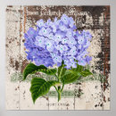 Search for vintage hydrangea posters Ephemera