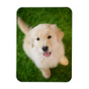 Search for golden retriever magnets Smile