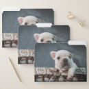Search for french bulldog folders Cute