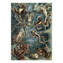 Search for vintage frog posters Animal