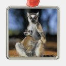 Search for lemur ornaments Cute