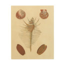 Search for clam shell art Beach