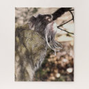 Search for monkey puzzles Animals