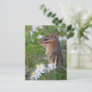 Search for wildlife postcards Adorable