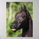 Search for headshot posters Friesian