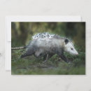 Search for baby kids Animal