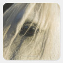 Search for for kentucky derby stickers Nature