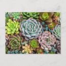 Search for cactus postcards Nature