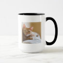 Search for orange tabby cat mugs Photography